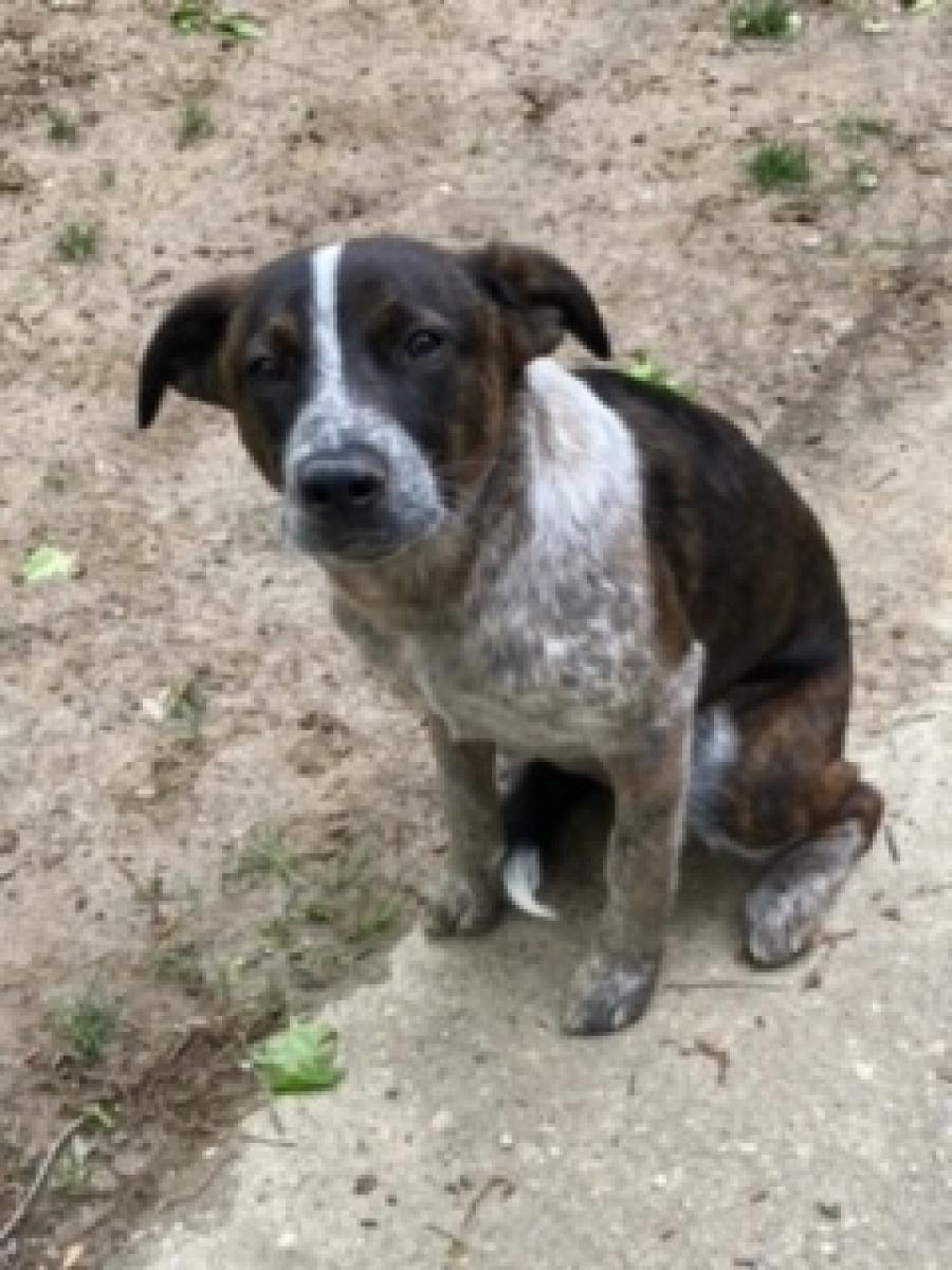 M Pup Mary - Image 1