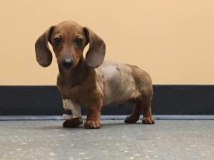 M Pup Mary - Image 2